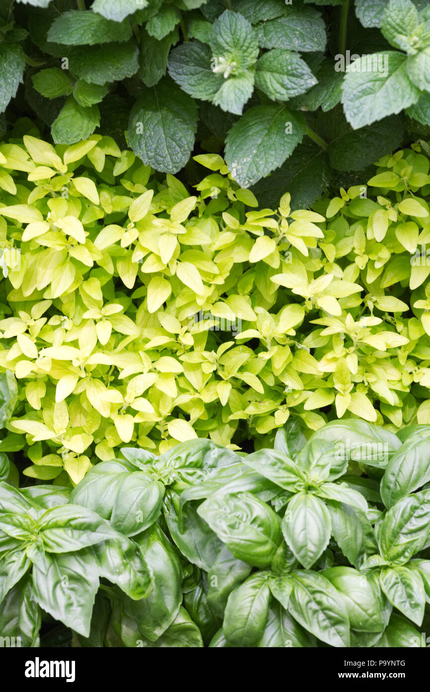 Wall of herbs in a garden. Mint, oregano and basil. Stock Photo