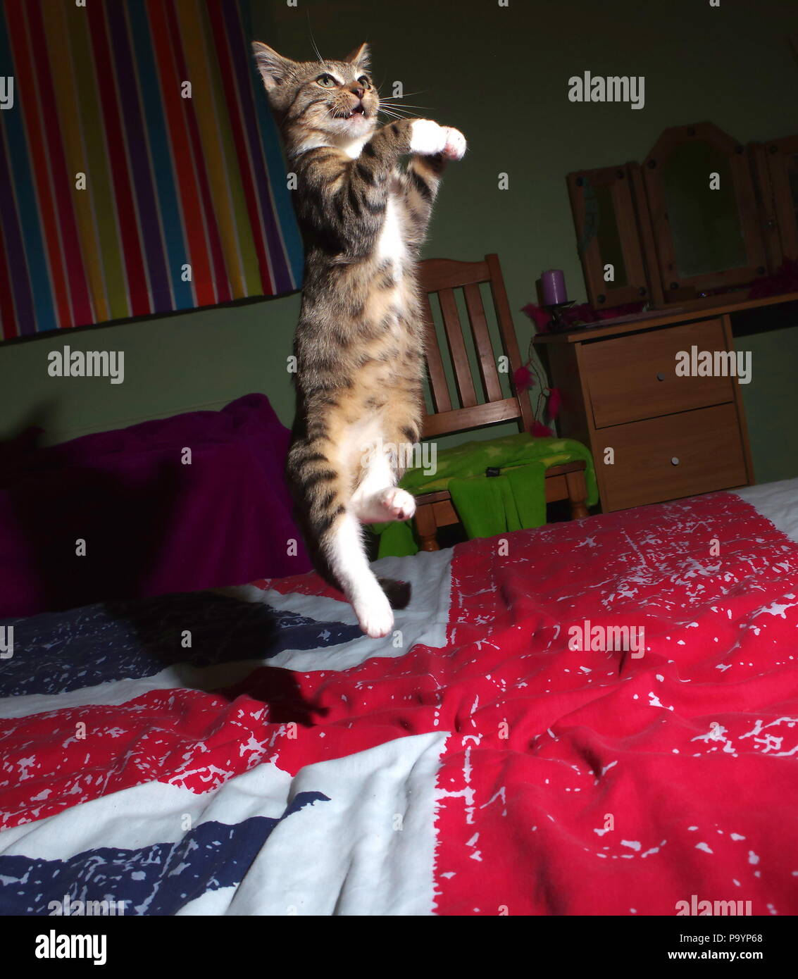 Tabby kitten jumping on bed Stock Photo - Alamy