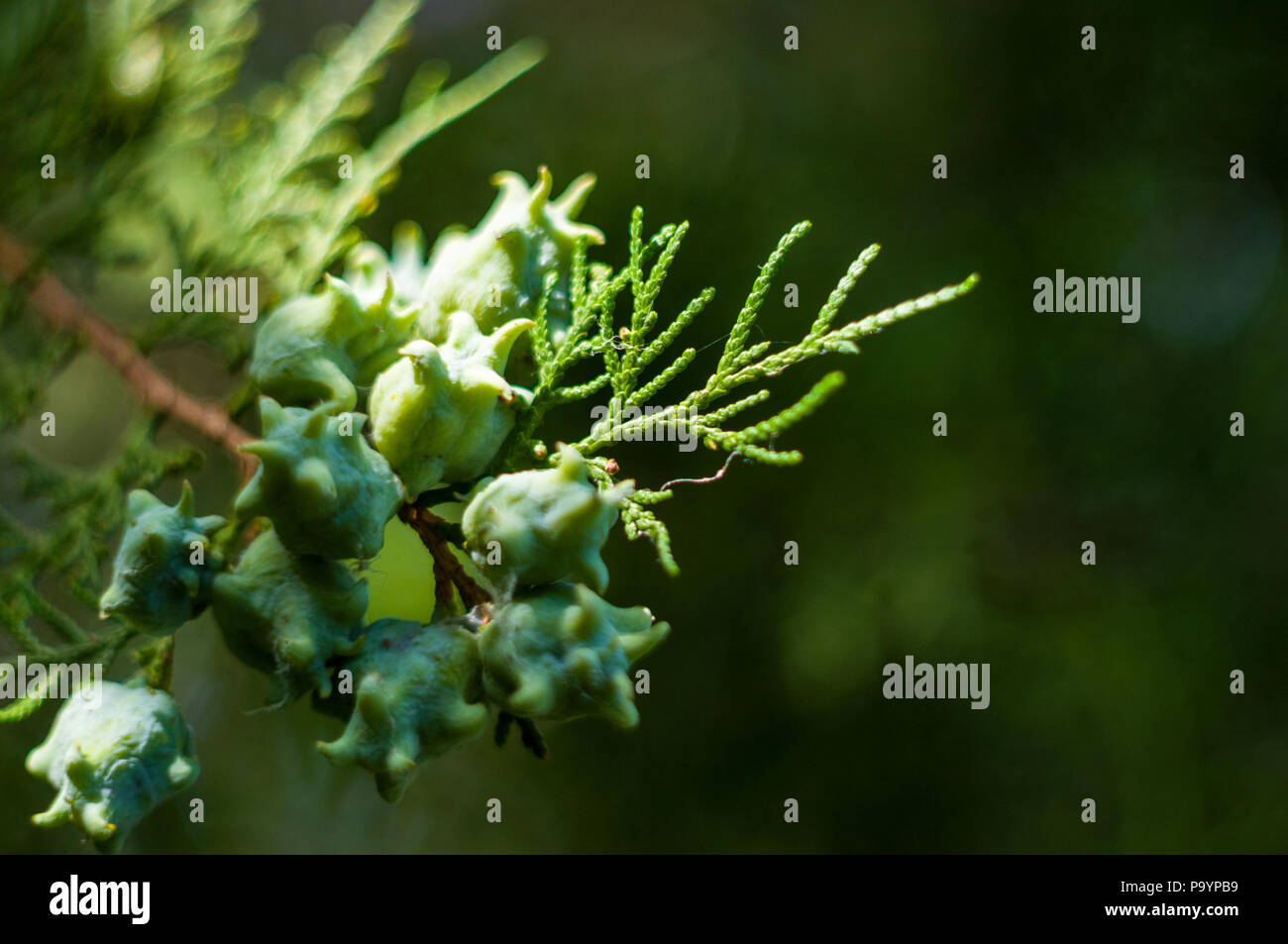 Incense cedar tree Calocedrus decurrens branch close up. Thuja cones