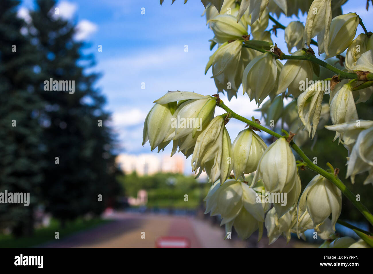 White Yucca filamentosa bush flowers, Adams needle, Spanish