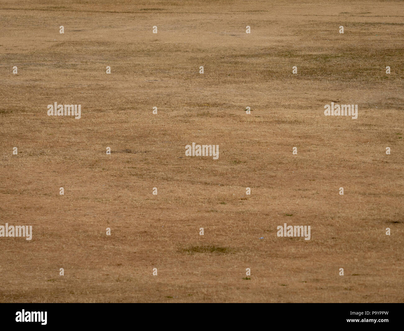 Dry brown grass field in a public park due to extreme hot weather Stock Photo