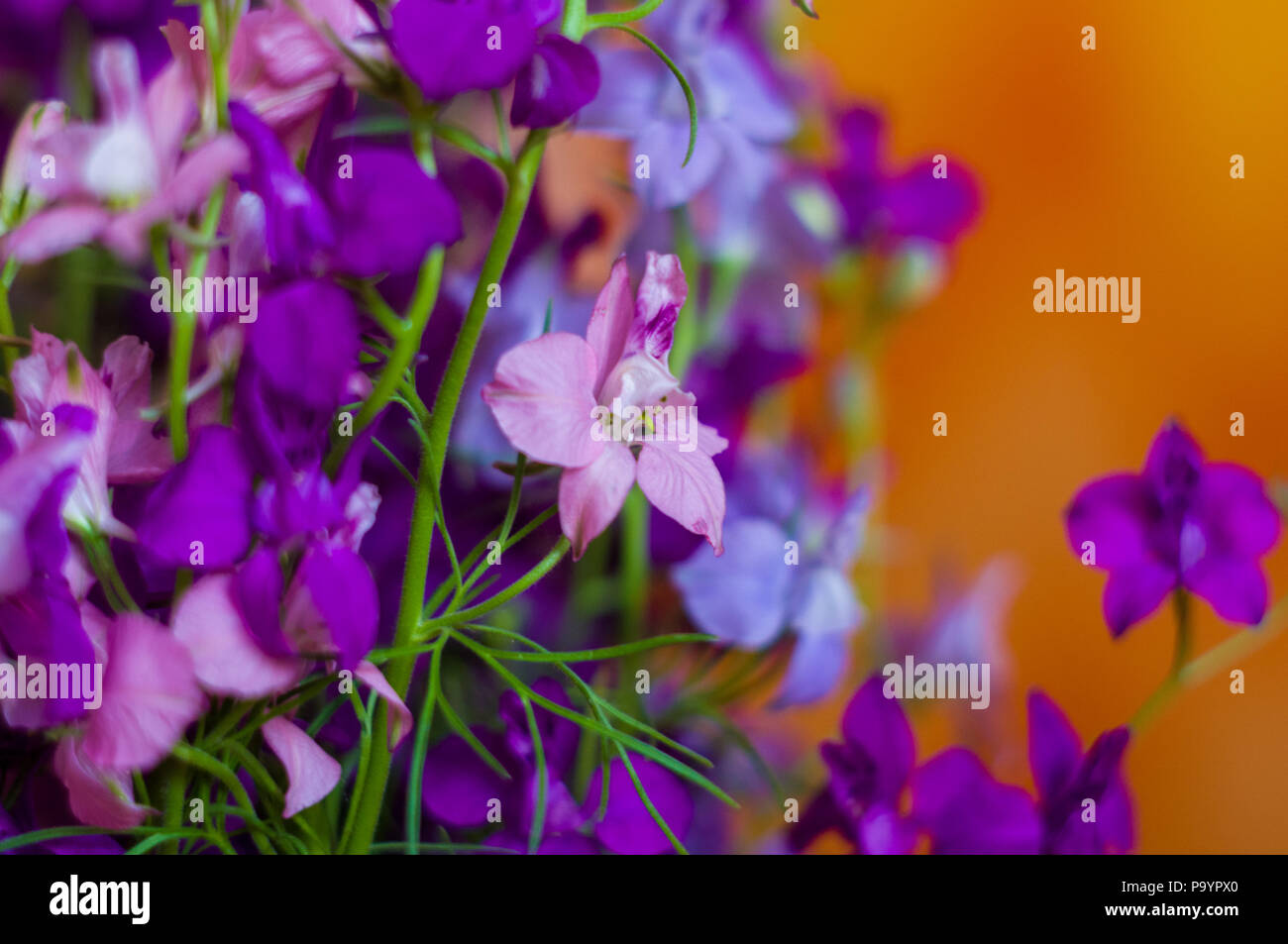 Bouquet of pastel coloured flowers hi-res stock photography and images ...