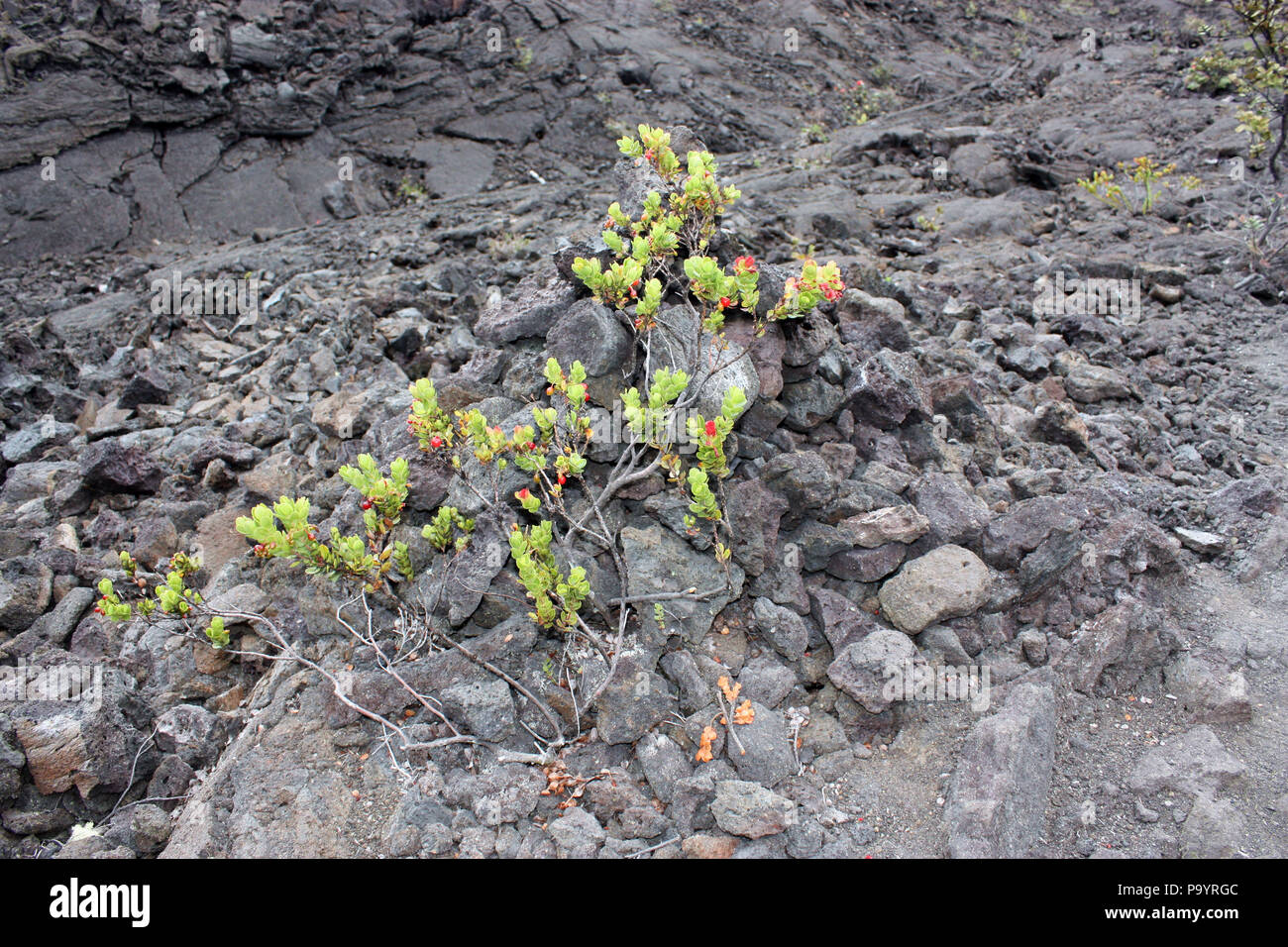 An Ohi'a plant growing through volcanic rock on the floor of the Kilauea Iki Crater in Volcanoes National Park, Hawaii, USA Stock Photo