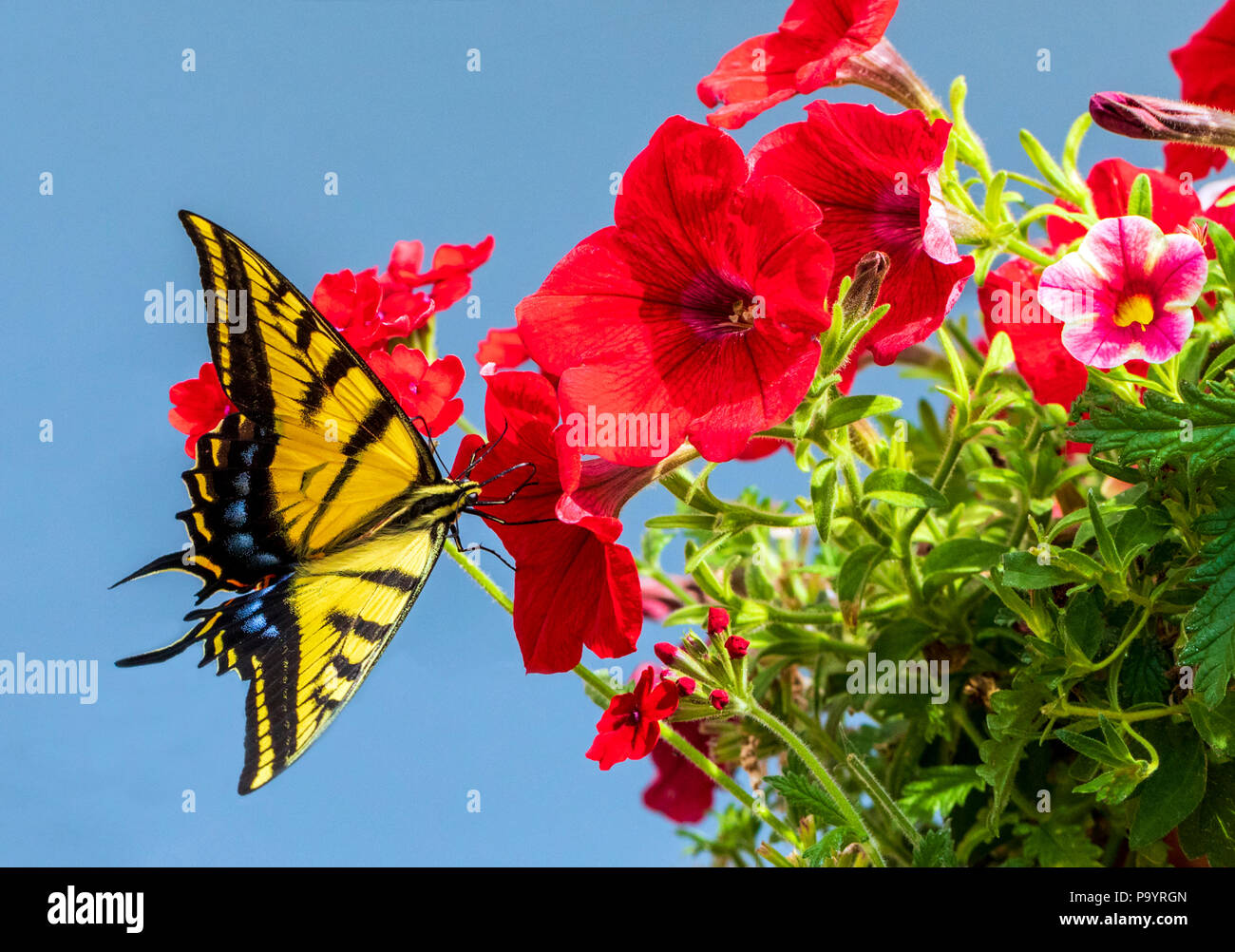 Large yellow Monarch butterfly; monarch; Danaus plexippus; milkweed butterfly; pollinating garden flowers Stock Photo