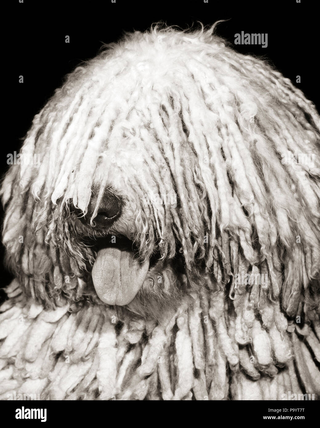 1950s KOMONDOR DOG HEAD WITH TONGUE OUT COVERED IN LONG CORDED MATTED COAT LOOKS LIKE DREADLOCKS HUNGARIAN SHEEPDOG  - d6120 HAR001 HARS OLD FASHIONED Stock Photo