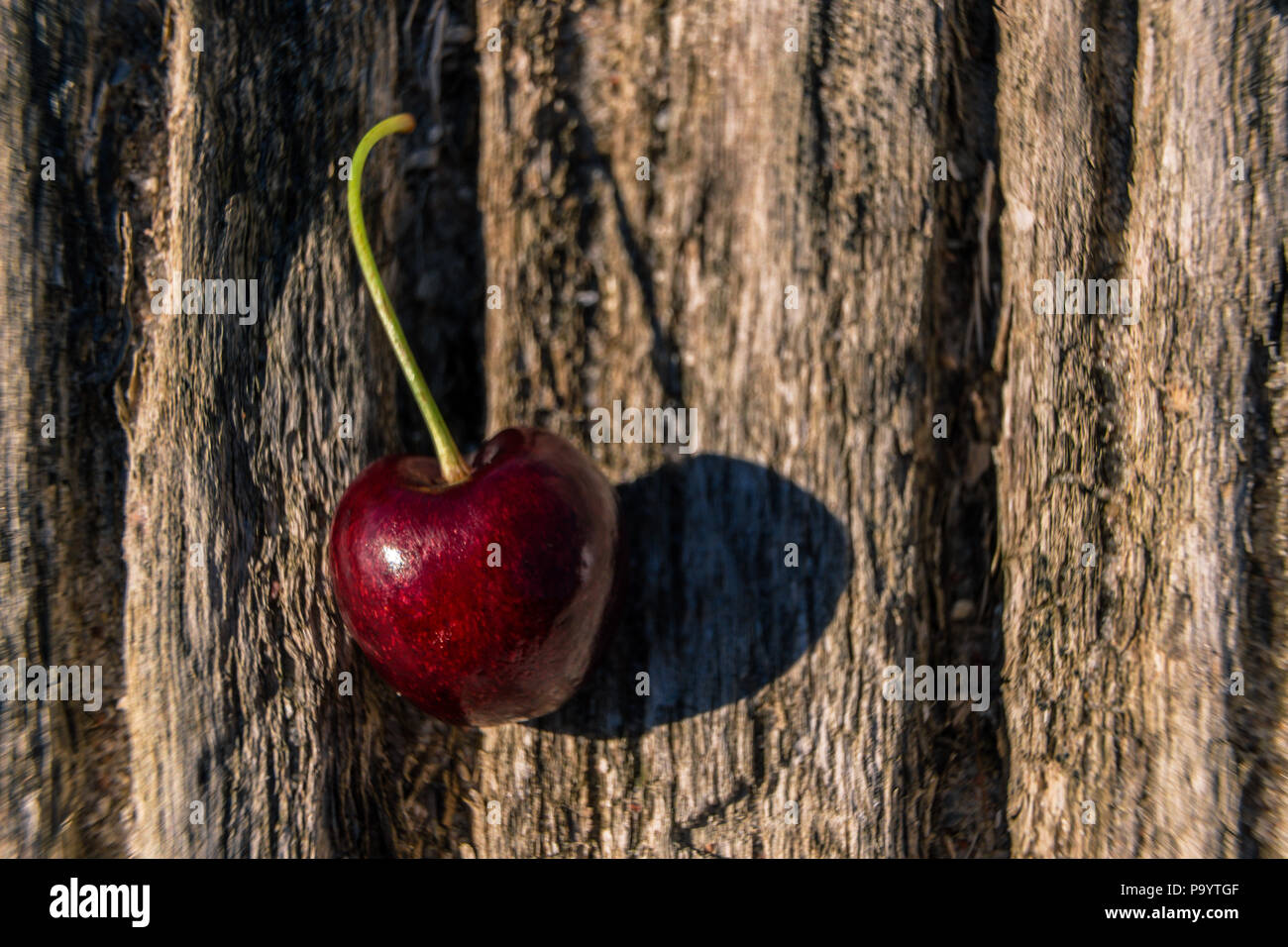 cherry on tree bark Stock Photo