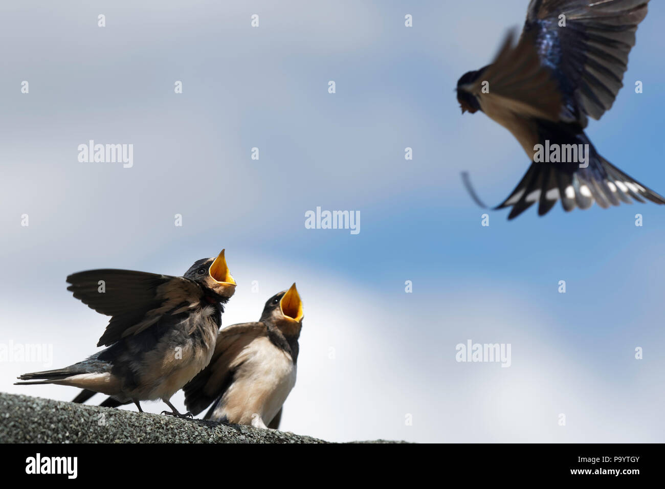 Newly fledged baby swallows begging for food from an adult parent Stock Photo