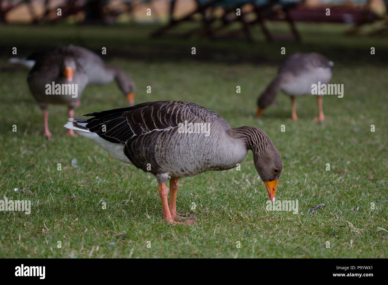 Wild geese walking around in Hyde Park, folding chairs visible in the ...