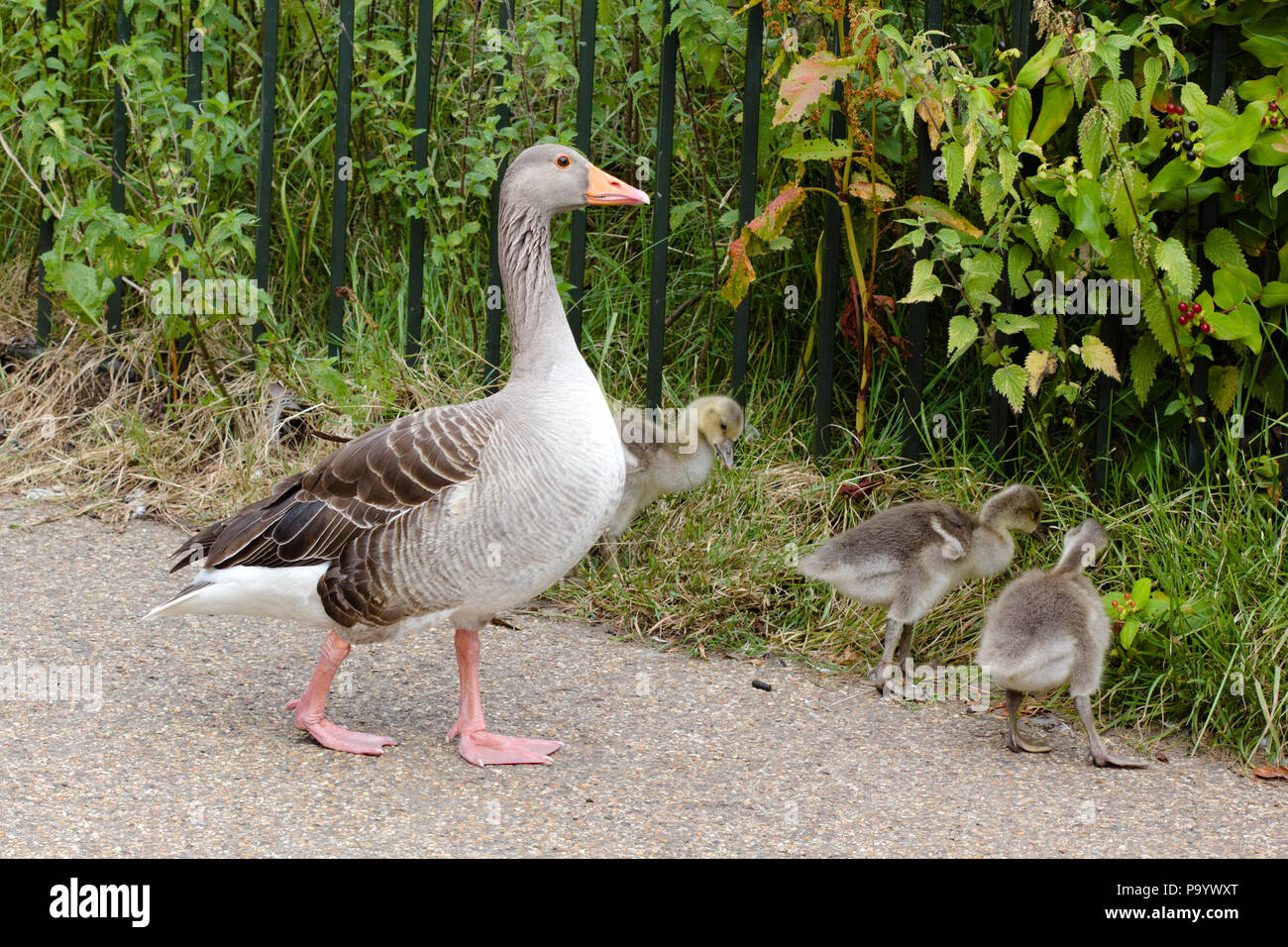 Wild geese walking around in Hyde Park, folding chairs visible in the ...