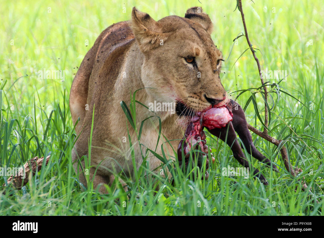 Lioness in serengeti NP eating a warthog Stock Photo