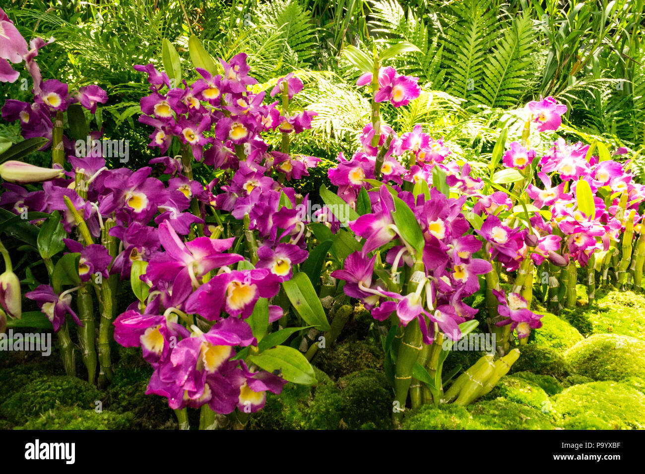 3,222 Orchid Moss Images, Stock Photos, 3D objects, & Vectors