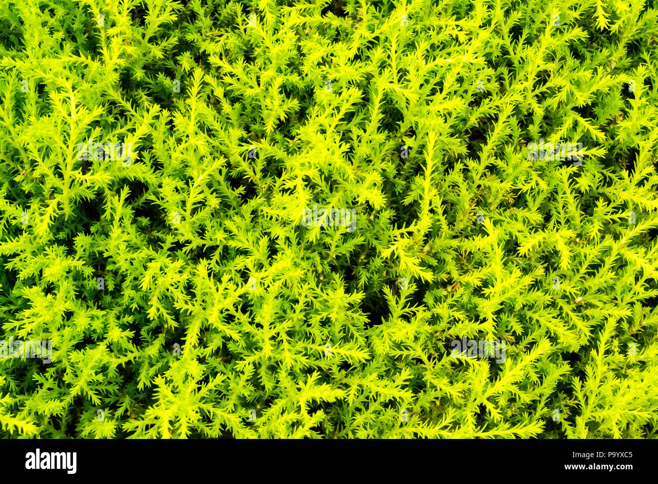 Fake moss hi-res stock photography and images - Alamy