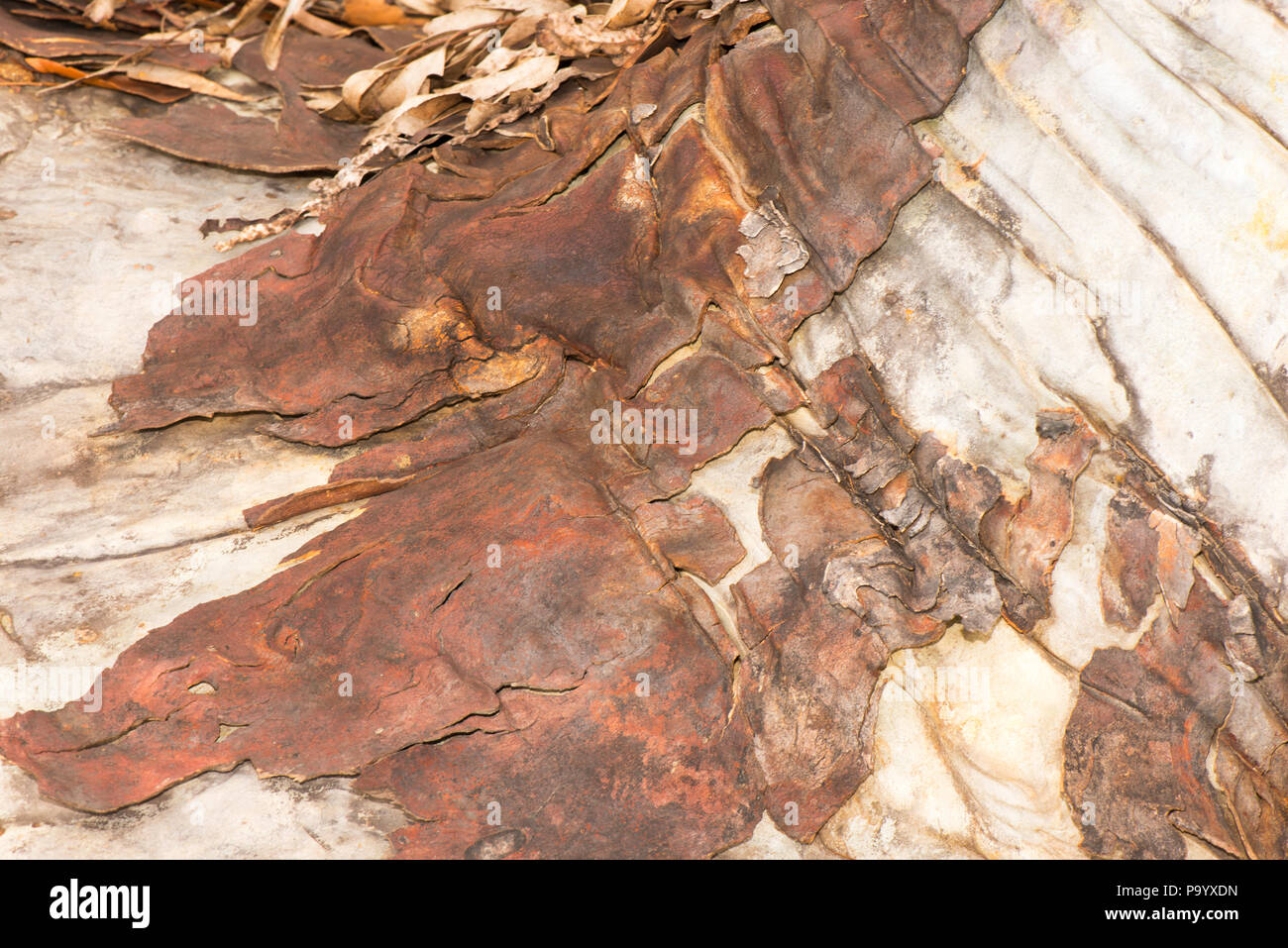 Abstract of bark on a Australian gum tree, for texture or overlay. Stock Photo
