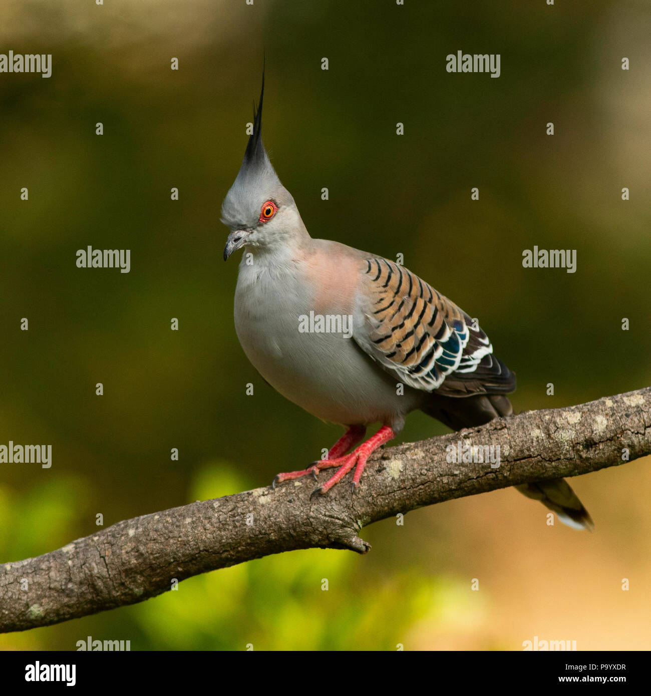 Crested Pigeon with a vivid red eye and feet on a branch with an isolated background. Stock Photo