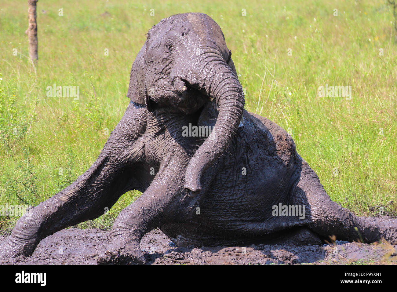 Young elephant taking a mud bath Stock Photo