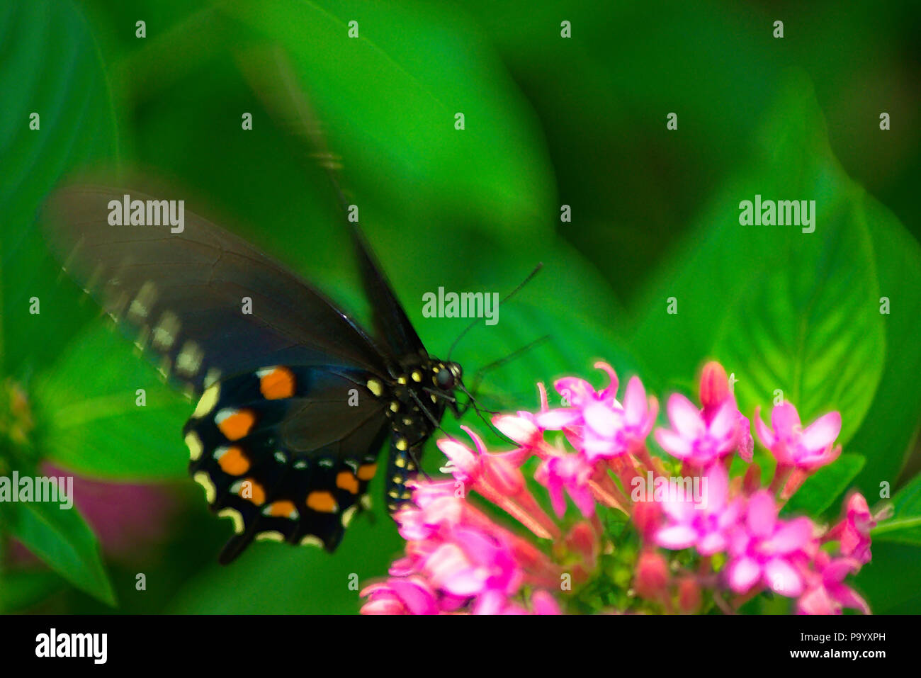 Black Swallowtail Butterfly on flower Stock Photo