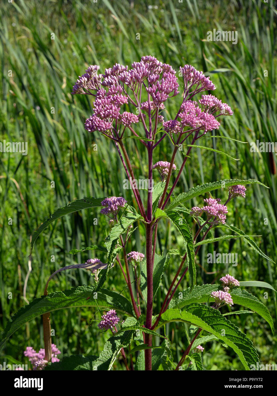 Pink wildflower. Stock Photo