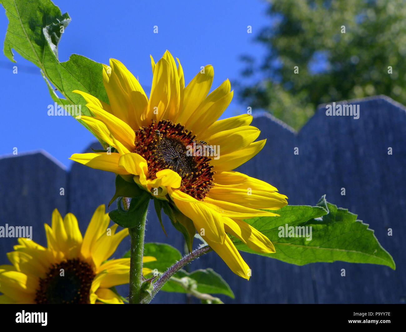 Sun flower against picket fence. Stock Photo