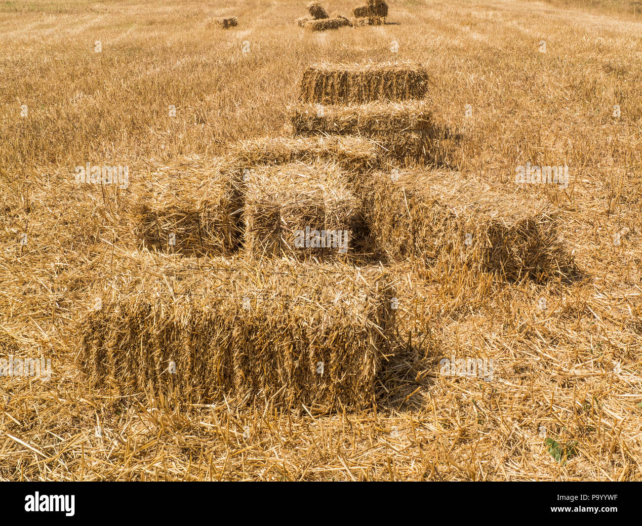 Field with bales of hay or straw countryside at harvest time Stock Photo