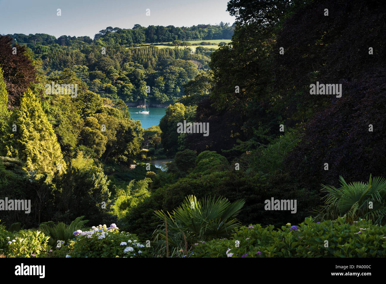 The Helford River seen down the wooded vally at Trebah Garden in Cornwall. Stock Photo
