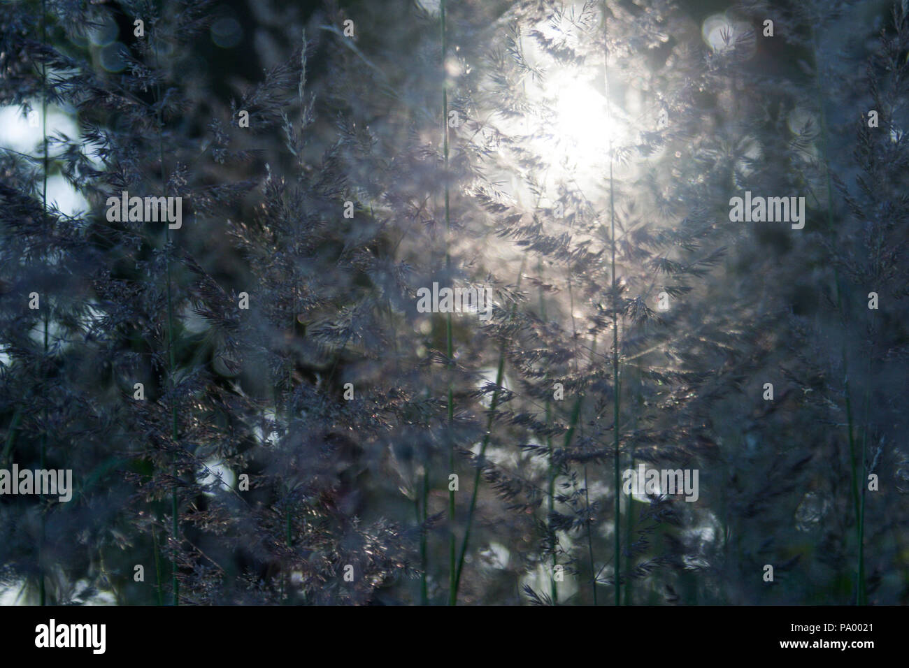 Nature background - plant and sunrays. more different plants pattern and wallpaper Stock Photo