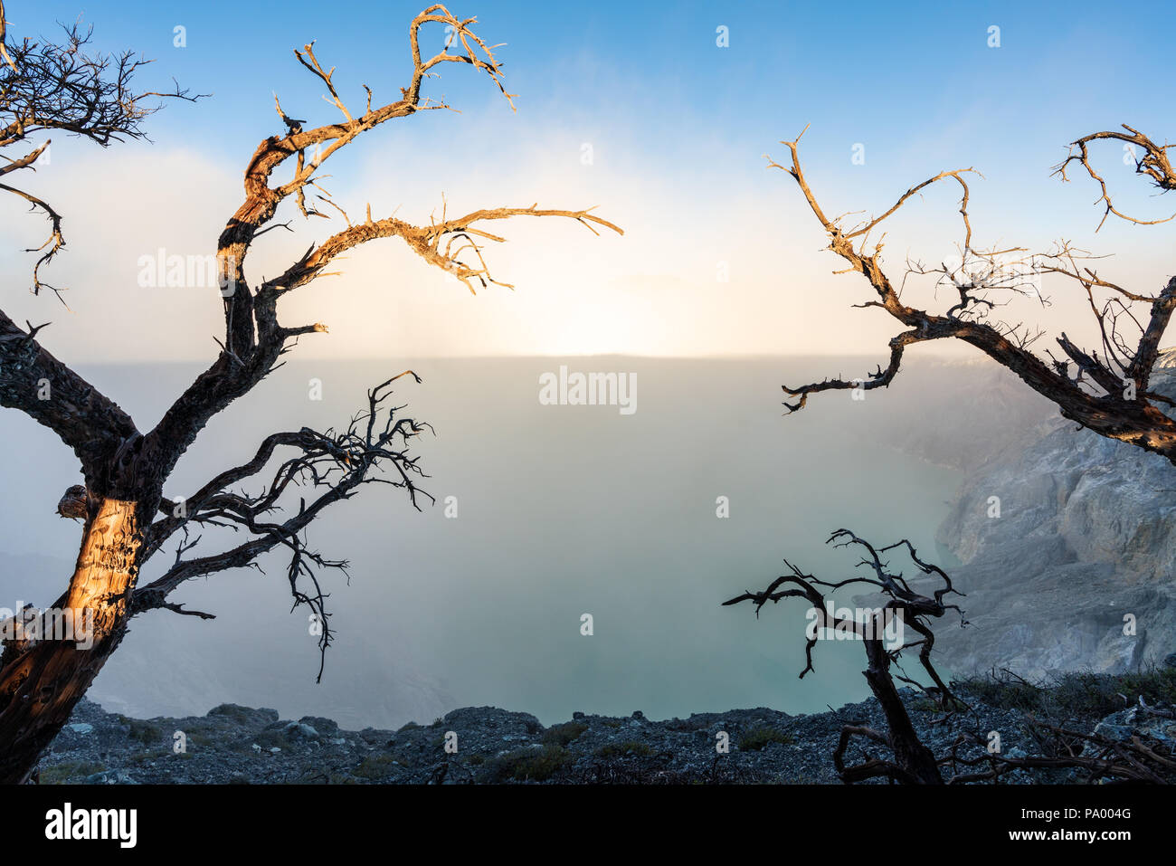 Dead trees and smoke with lake on Kawah Ijen volcanic, famous travel destination and tourist attraction in Indonesia Stock Photo