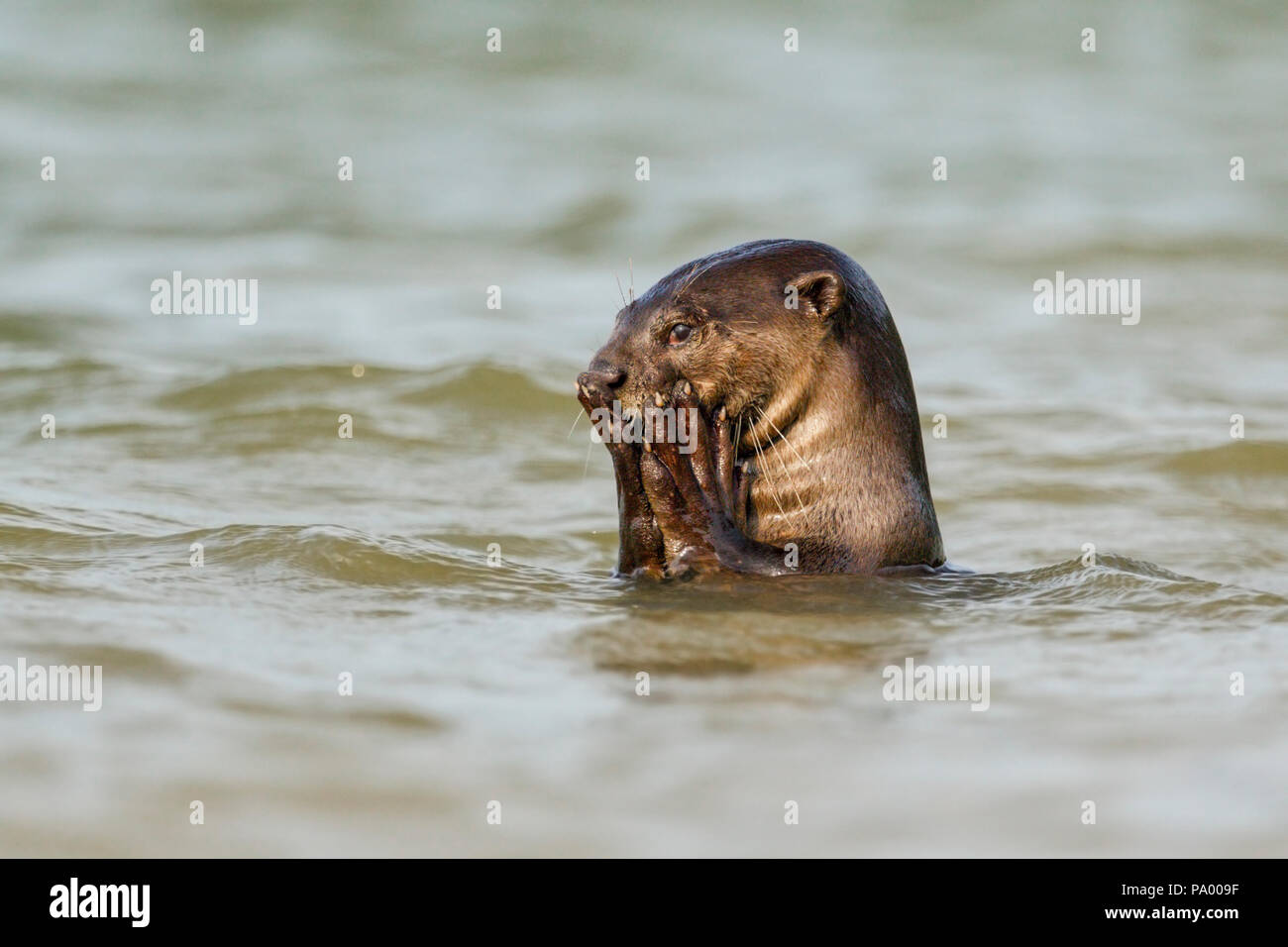 Smooth-coated otter in sea water close to shore, Singapore Stock Photo