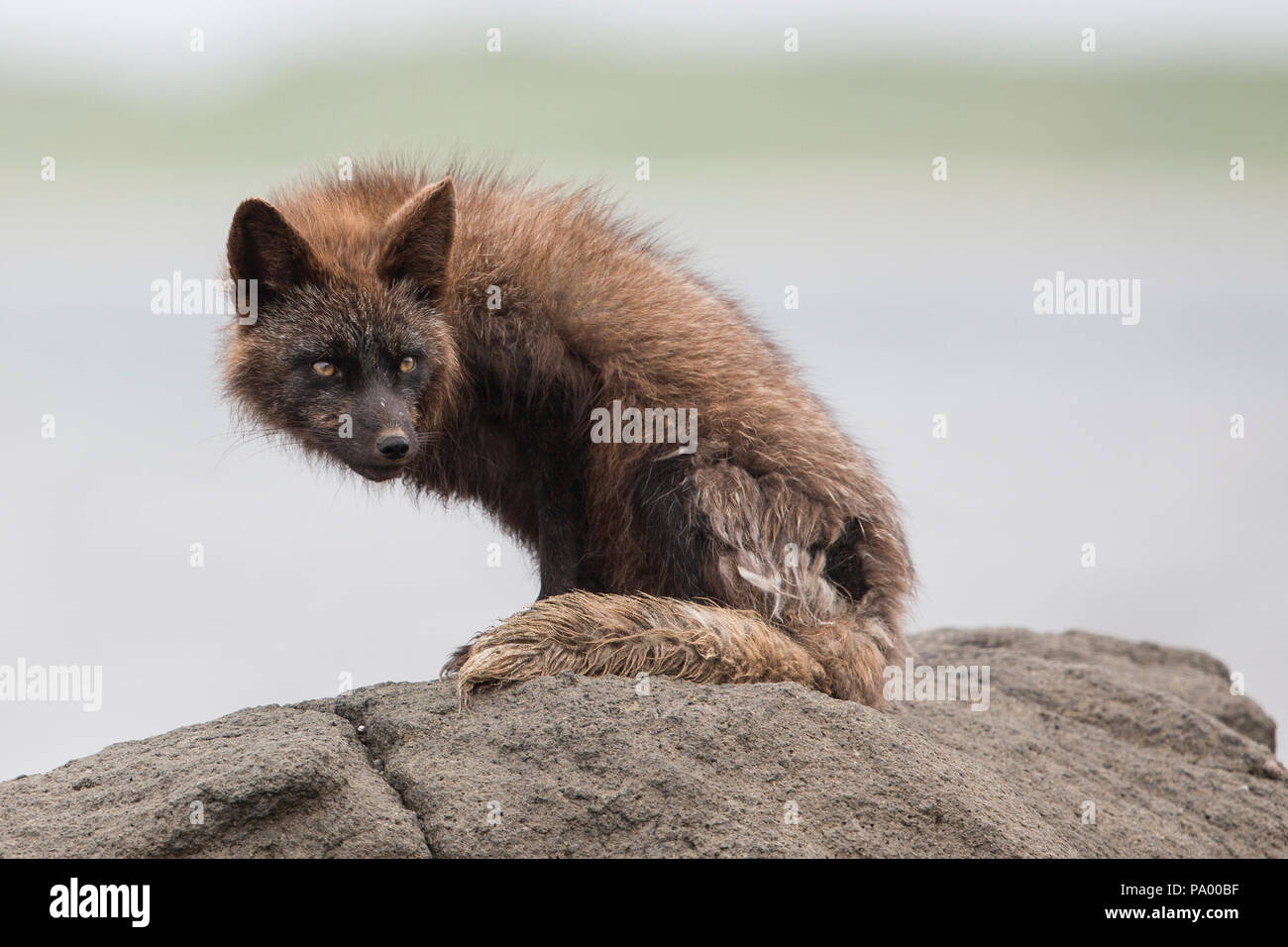 Arctic Fox, Aleutian Islands, Alaska Stock Photo