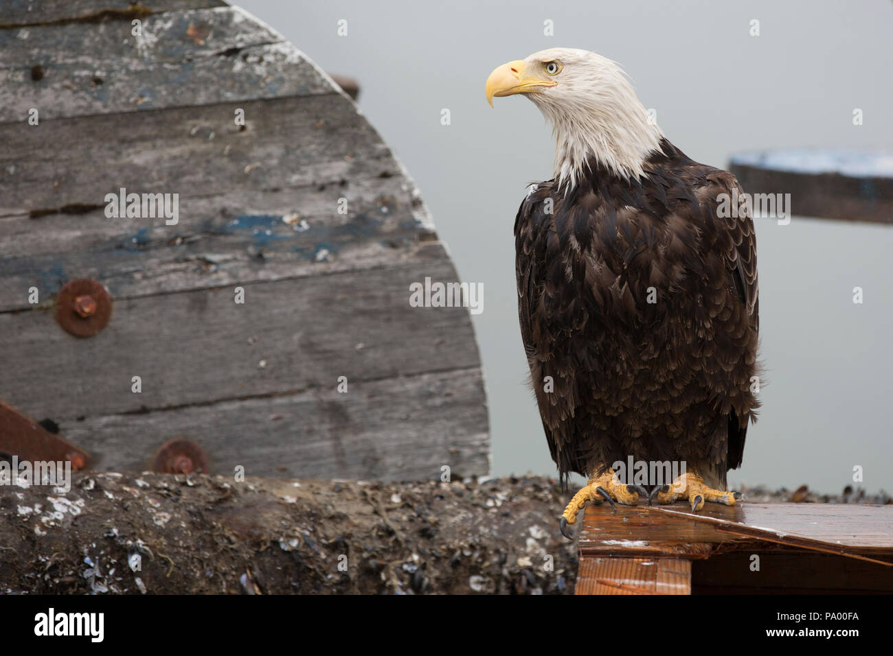 Bald Eagle, Dutch Harbor, Unalaska, Aleutian Islands, Alaska Stock Photo