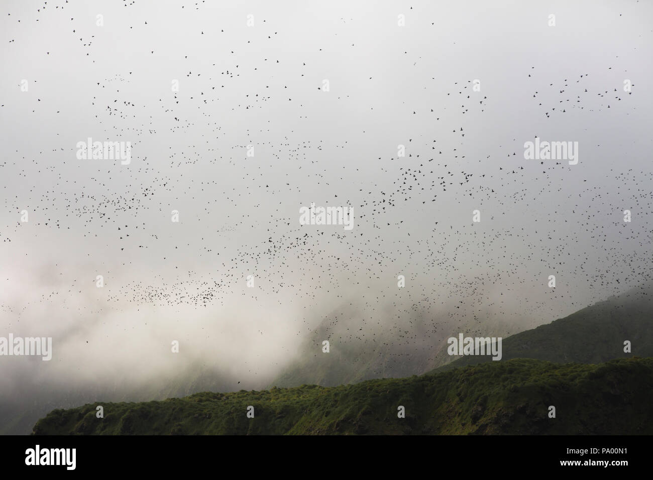 Thousands of Auks flying, Kiska Island, Aleutian Islands, Alaska Stock Photo