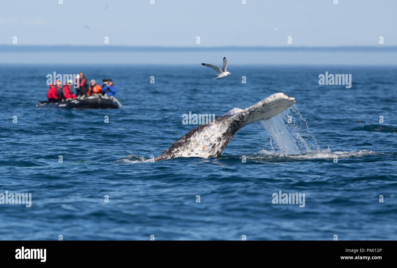 Grey Whale watching off Kamchatka coast, Russia (Eschrichtius robustus) Stock Photo