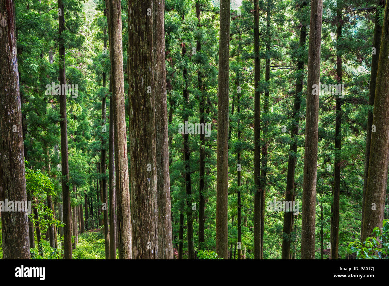 Kumano Kodo pilgrimage route. Forest at Mizunomi-oji. Nakahechi ...