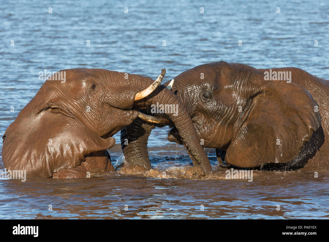 Elephant bulls (Loxodonta africana) playing in water, Zimanga private game reserve, KwaZulu-Natal, South Africa Stock Photo