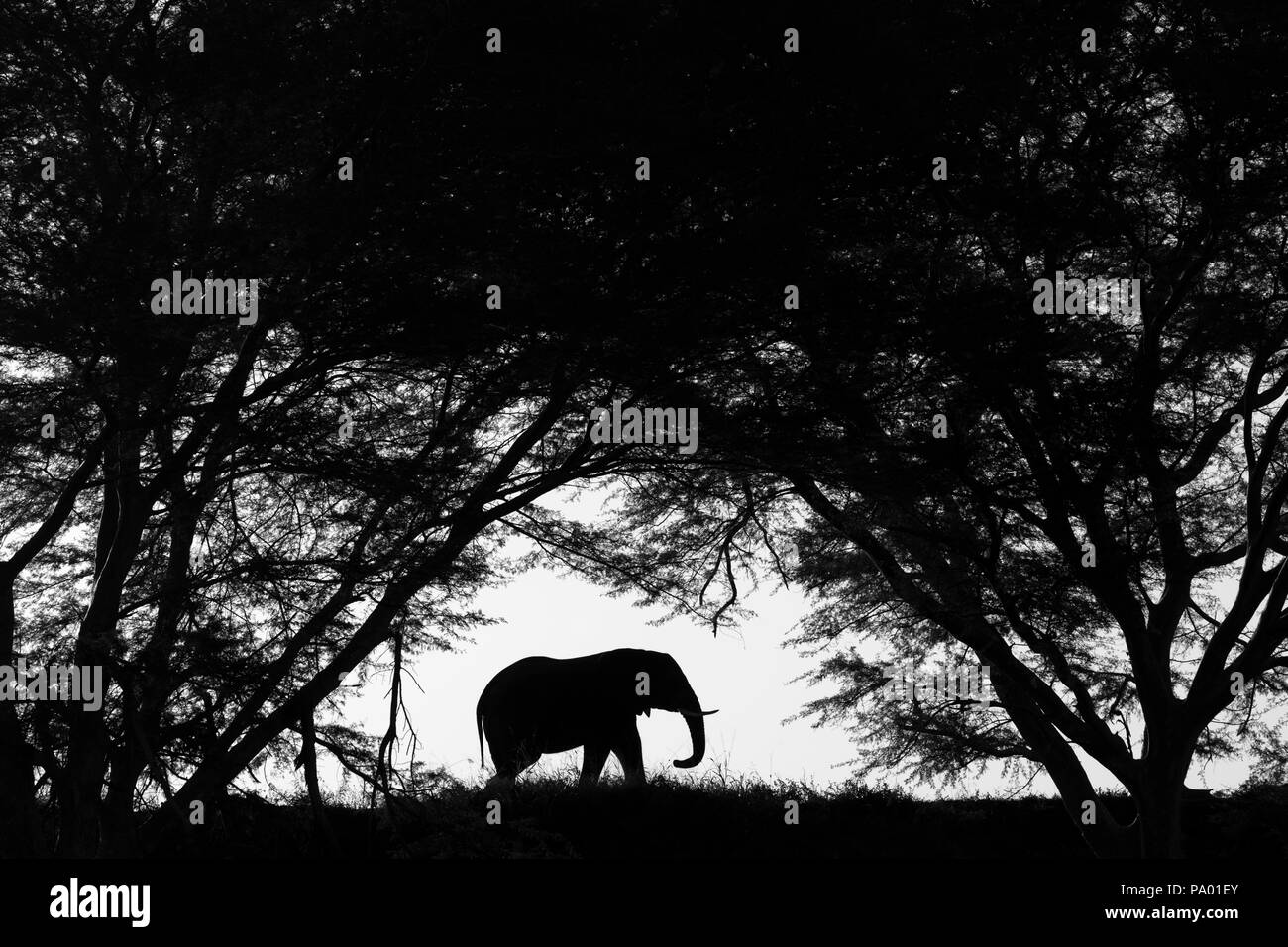 Elephant (Loxodonta africana), Zimanga private game reserve, KwaZulu-Natal, South Africa Stock Photo