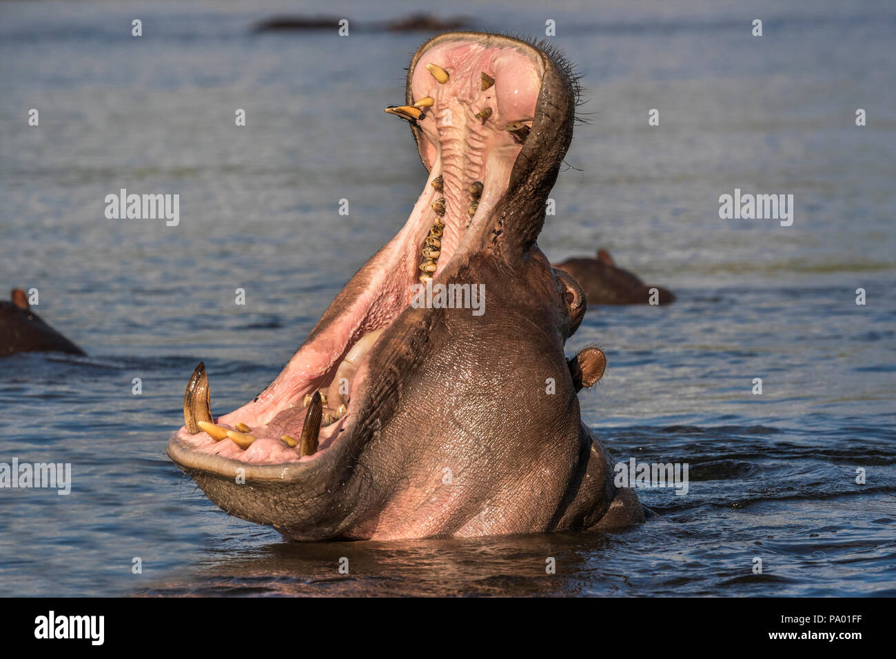 Hippo (Hippopotamus amphibius) yawning, Chobe river, Botswana Stock Photo