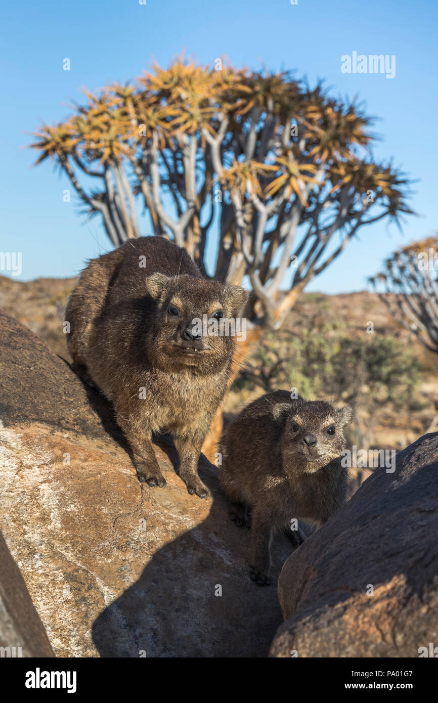 Rock hyrax (Procavia capensis), Quiver Tree Forest, Keetmanshoop, Namibia Stock Photo
