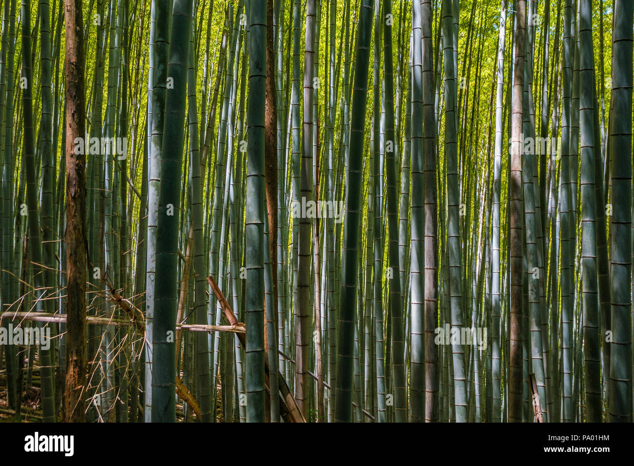 Kumano Kodo pilgrimage route.Trekking to Nachi waterfall. Nachisan. Nakahechi route. Wakayama Prefecture. Kii Peninsula. UNESCO. Japan Stock Photo
