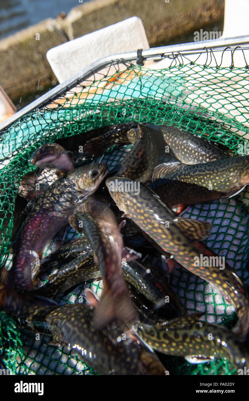 Trout at a fish farm in France, Europe Stock Photo Alamy