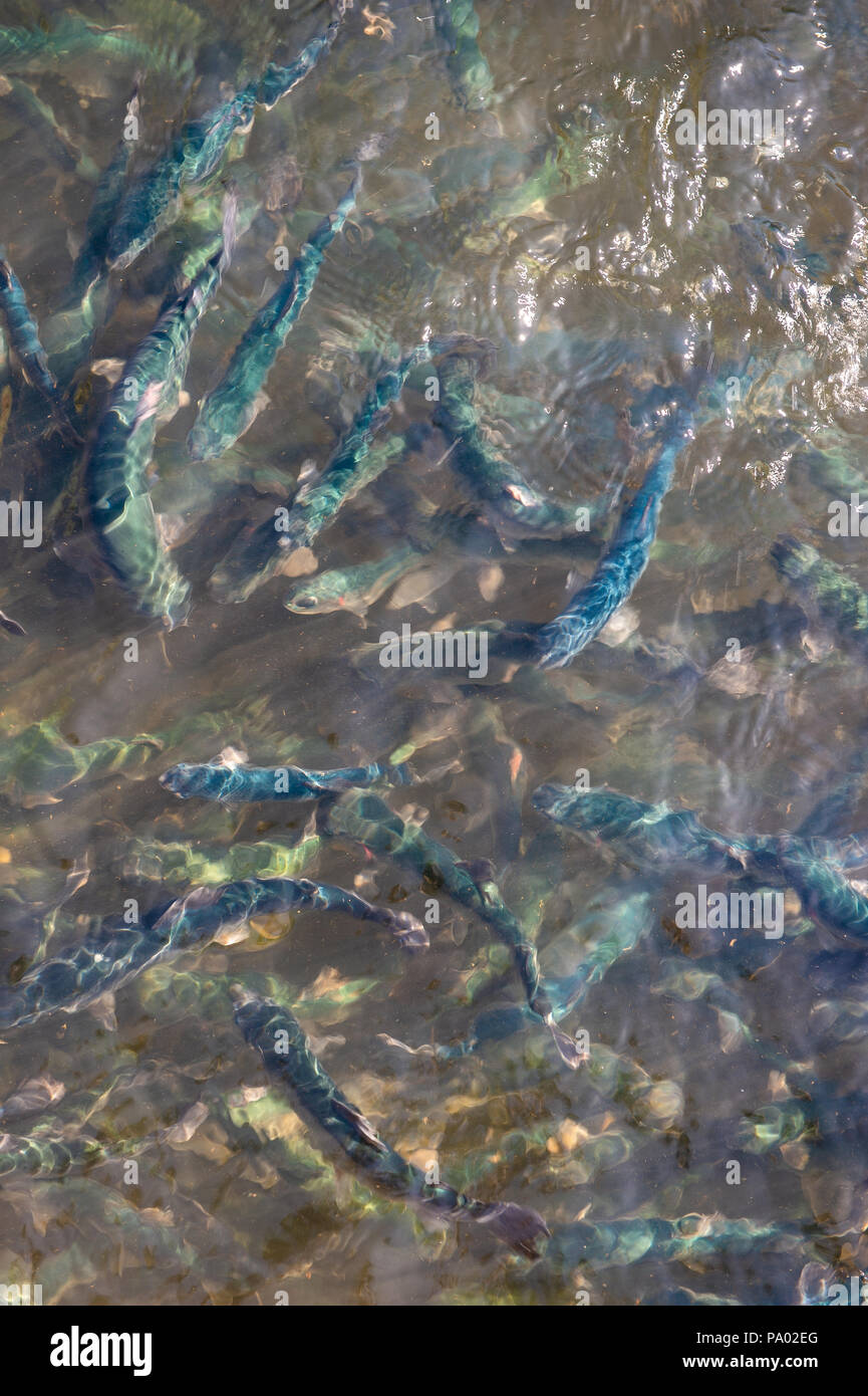 Fish hatchery raceway hi-res stock photography and images - Alamy