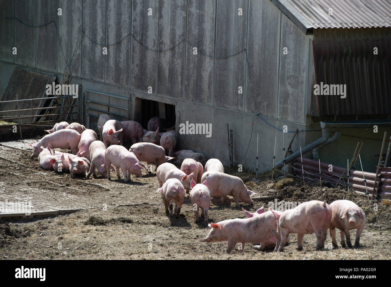 Domestic pigs. Pigs on a farm in the village, France Stock Photo Alamy