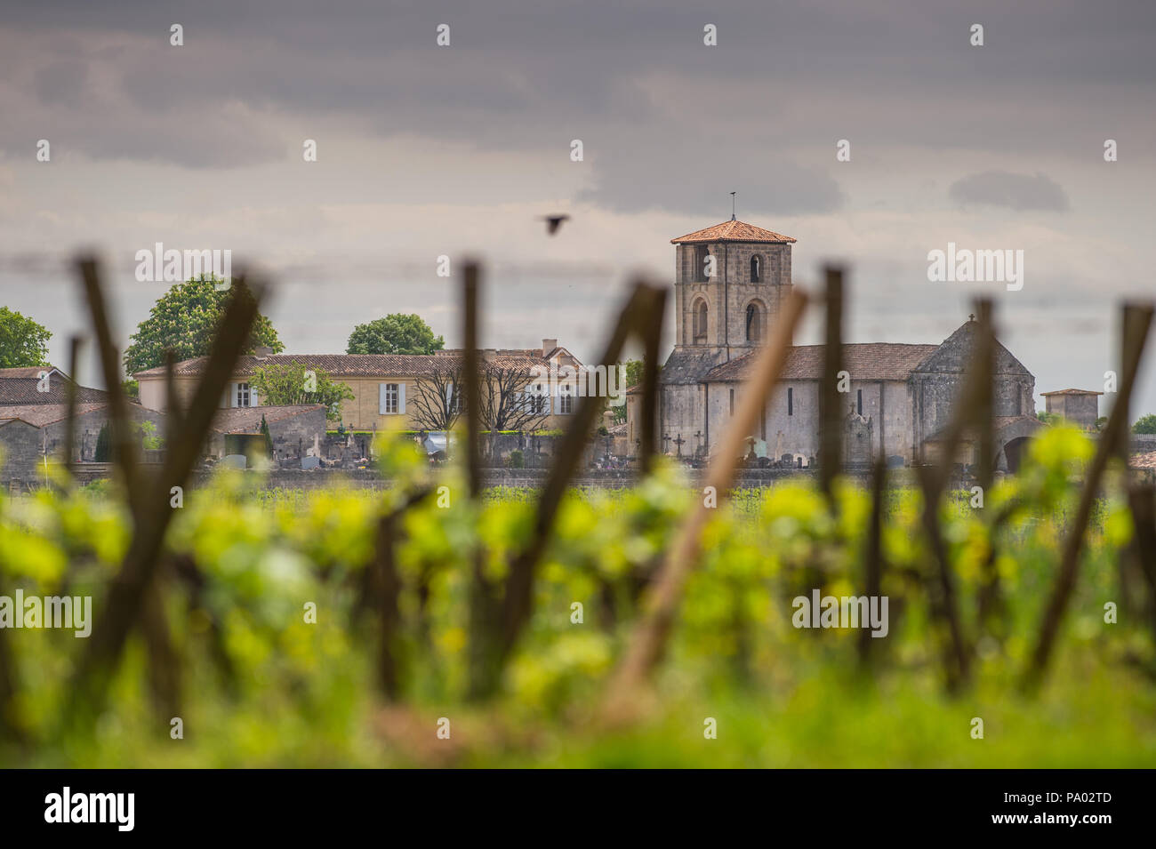Vineyards of Saint Emilion, Bordeaux Vineyards, France Stock Photo
