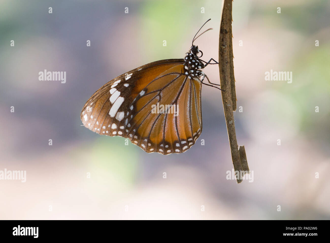 Butterfly in The Kimberley, Western Australia Stock Photo