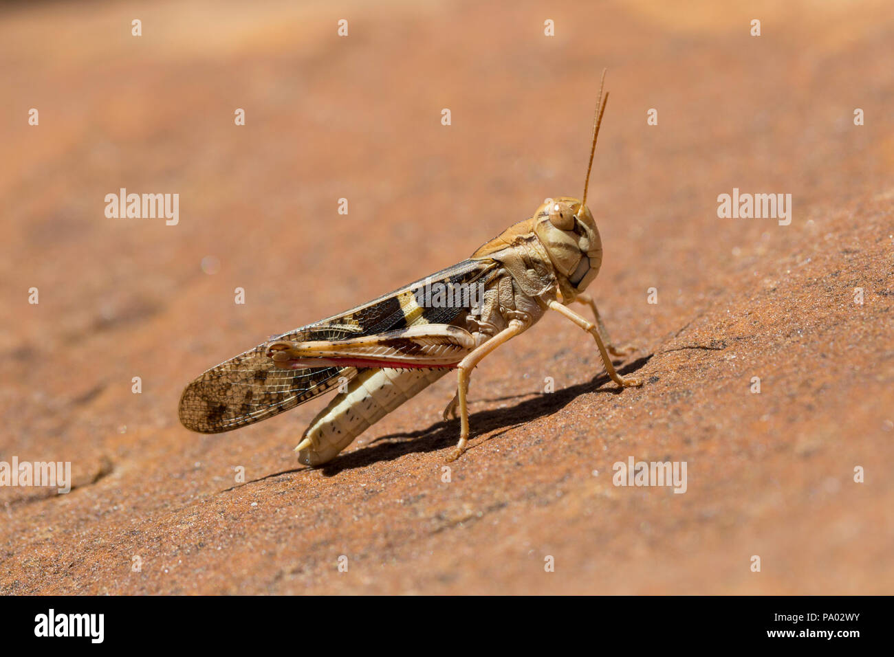 Cicada, The Kimberley, Western Australia Stock Photo