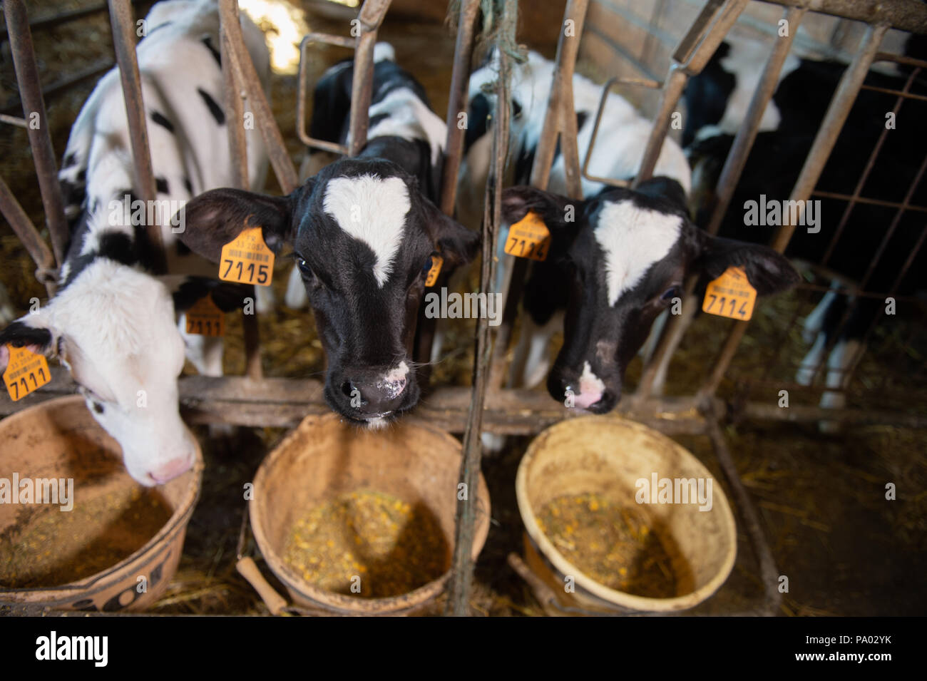 Youngs black and white calf at dairy farm. Newborn baby cow, France Stock Photo