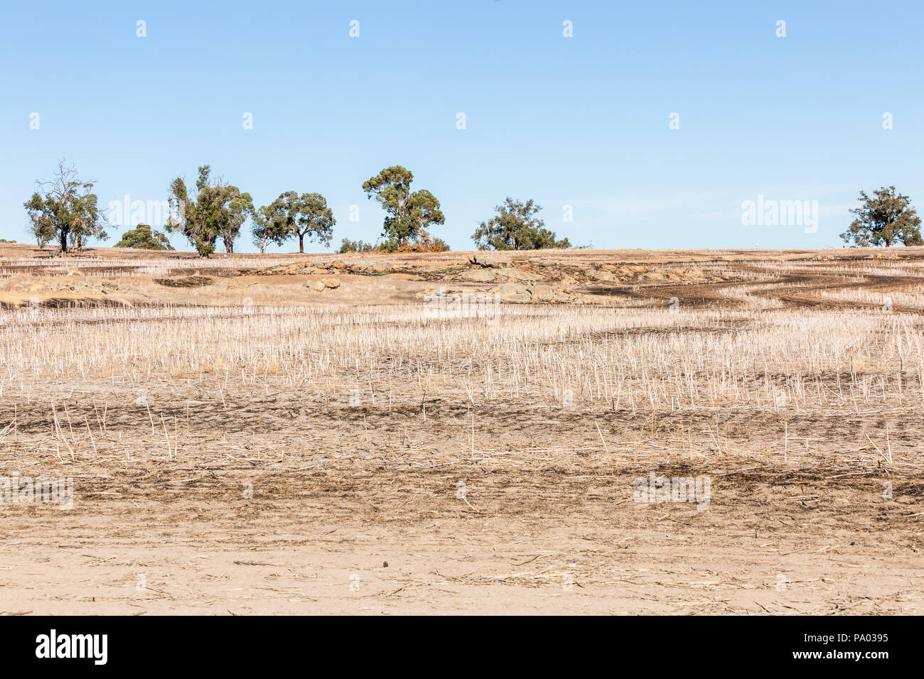Dry paddock after wheat harvest with trees on rocky rise in background Stock Photo