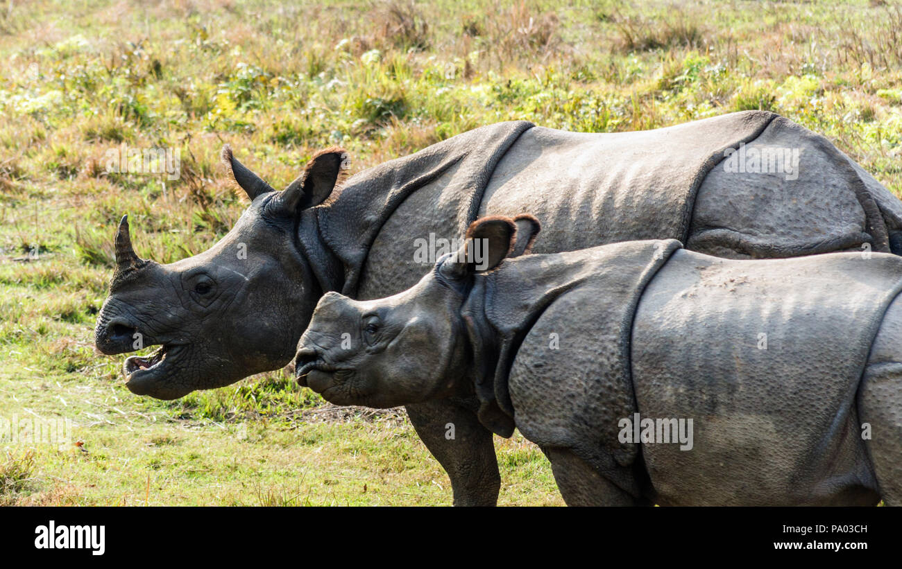 Adult and juvenile one horned Indian rhinos (Rhinoceros Unicornis) spotted during elephant ride safari tours in Chitwan National Park, Nepal Stock Photo