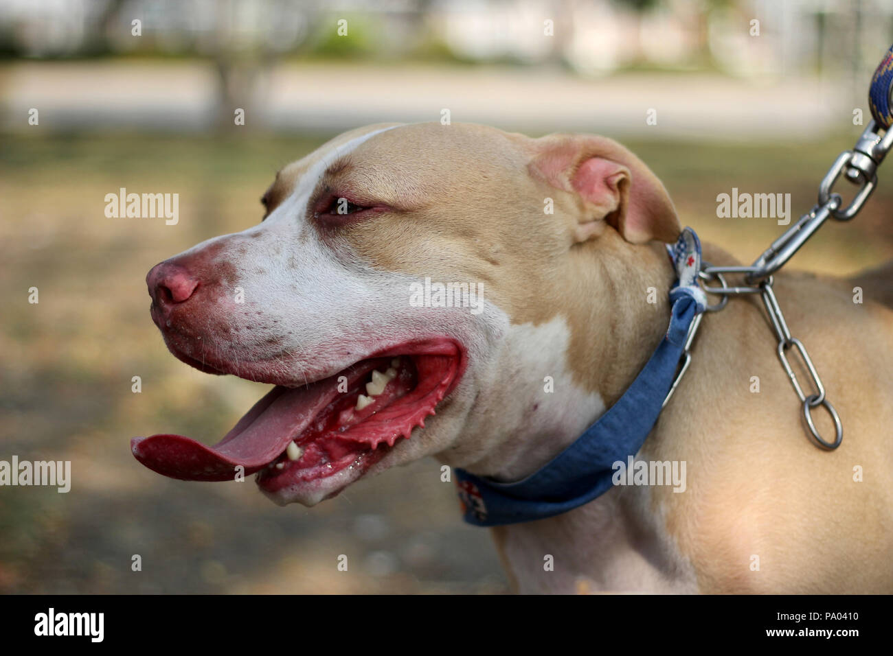 Pitbull panting Clearance