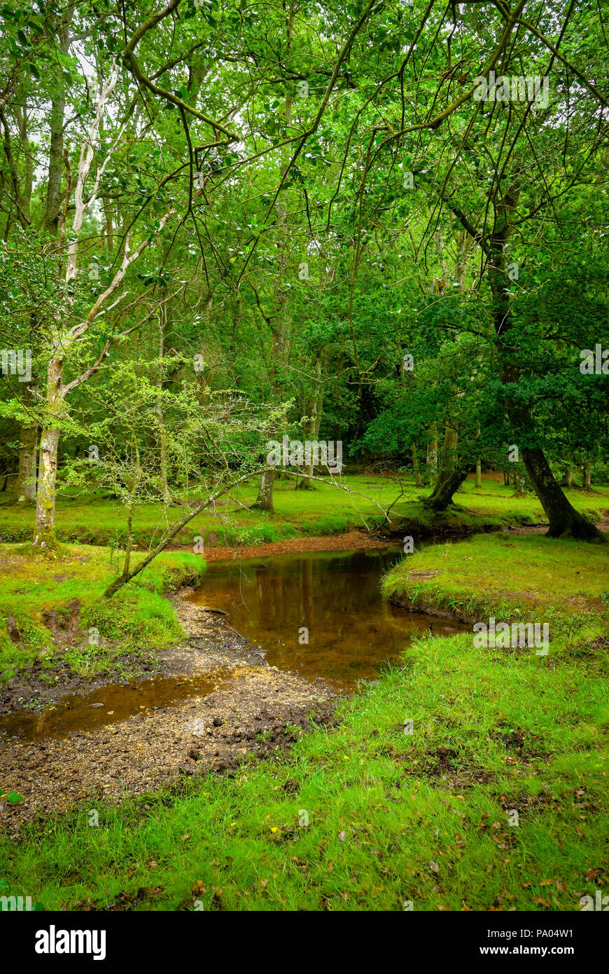 The New Forest, Southampton, Hampshire, England Stock Photo Alamy