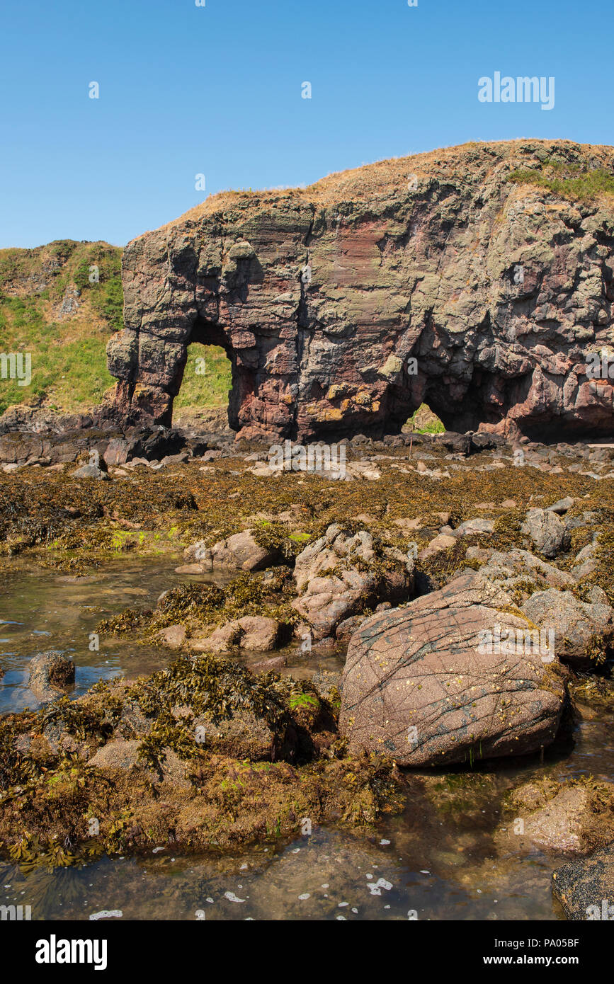 Elephant Rock, North of Lunan Bay, near Montrose,  Angus, Scotland. Stock Photo
