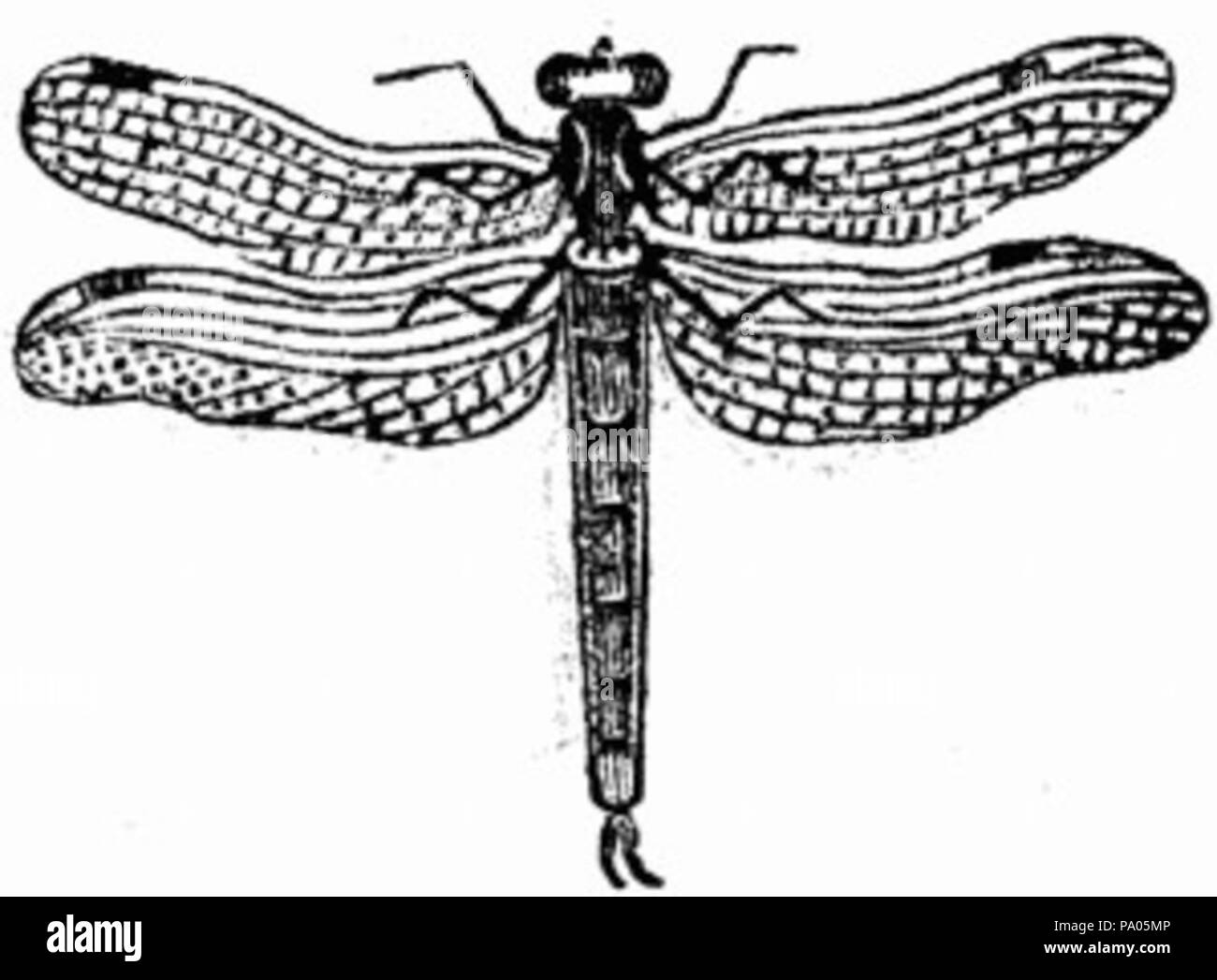Dragonfly drawing Black and White Stock Photos & Images - Alamy